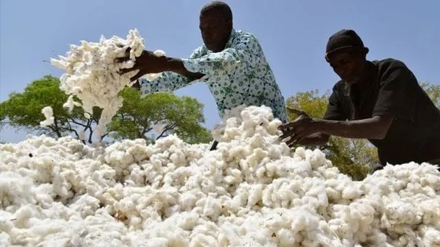 Mali : Leader du coton en zone CFA avec une renaissance économique